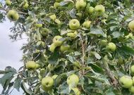 Жилой дом - 350309, мини фото 25