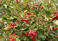 Жилой дом - 350309, мини фото 24