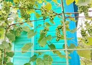 Дача в направлении Каменицы-Жировецкой - 650445, мини фото 5