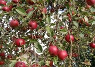 Жилой дом - 350309, мини фото 26