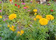 Жилой дом в Брестском районе 350484, мини фото 4